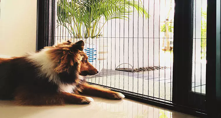 Sliding Screen Pet Door Repair in Spring Hill, FL