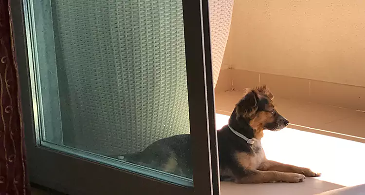 French Door Pet Screen Repair in Spring Hill, FL